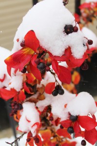 Fall reds in the snow