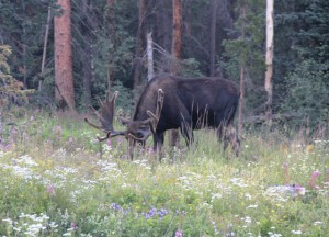 Grazing Moose in Breckenridge
