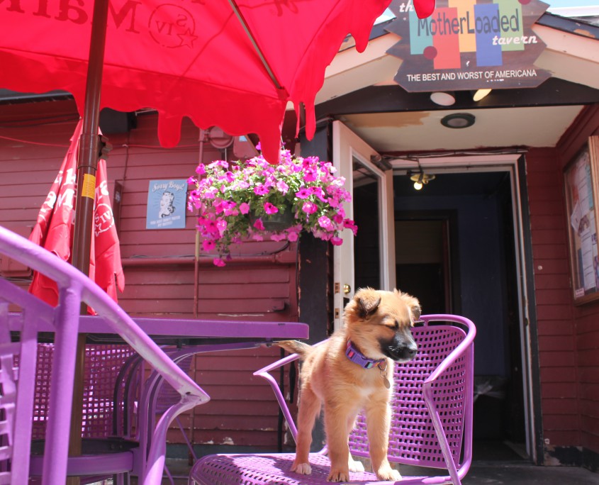 Breckenridge DogFriendly Patios Best of Breckenridge