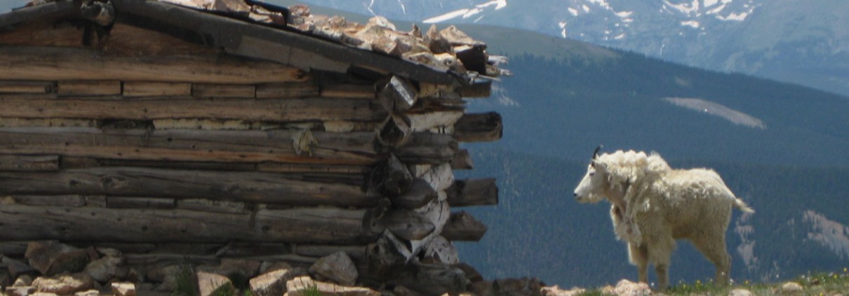 Mountain Goat in front of old cabin