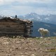 Mountain Goat in front of old cabin