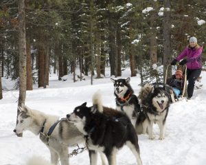 Dogsled in Breck this spring!