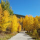 Fall leaves in Breckenridge