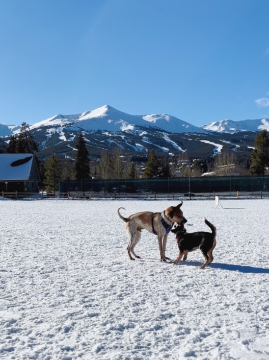 DogFriendly Guide to Breckenridge Locations to Visit