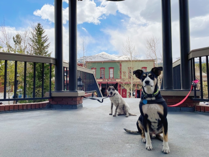 DogFriendly Guide to Breckenridge Locations to Visit