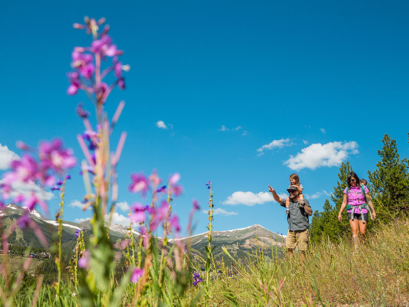 Guide to Wildflowers in Breckenridge - Breckenridge, Colorado