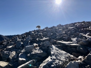 A mountain goat on Quandry peak. Breckenridge, Colorado.