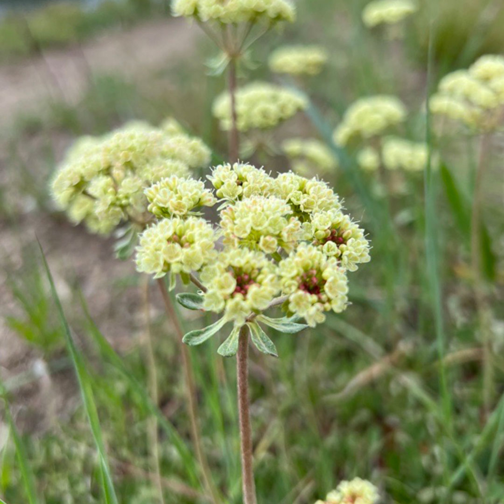 bestofbreck50umbrelladesertbuckwheat Best of Breckenridge Blog