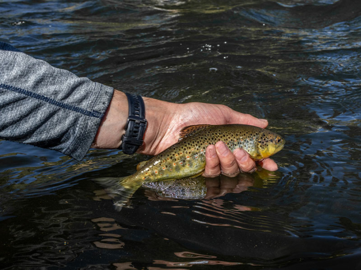 Breckenridge Fly Fishing
