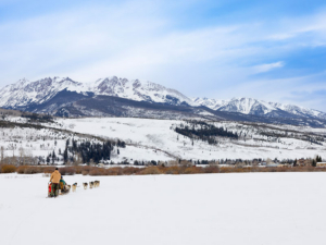 Dog Sledding