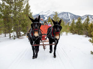 Sleigh Rides in Frisco