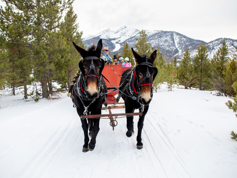 sleigh-ride Sleigh Rides in Frisco